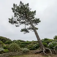 Abattre un arbre penché : pourquoi c'est le chantier le plus dangereux