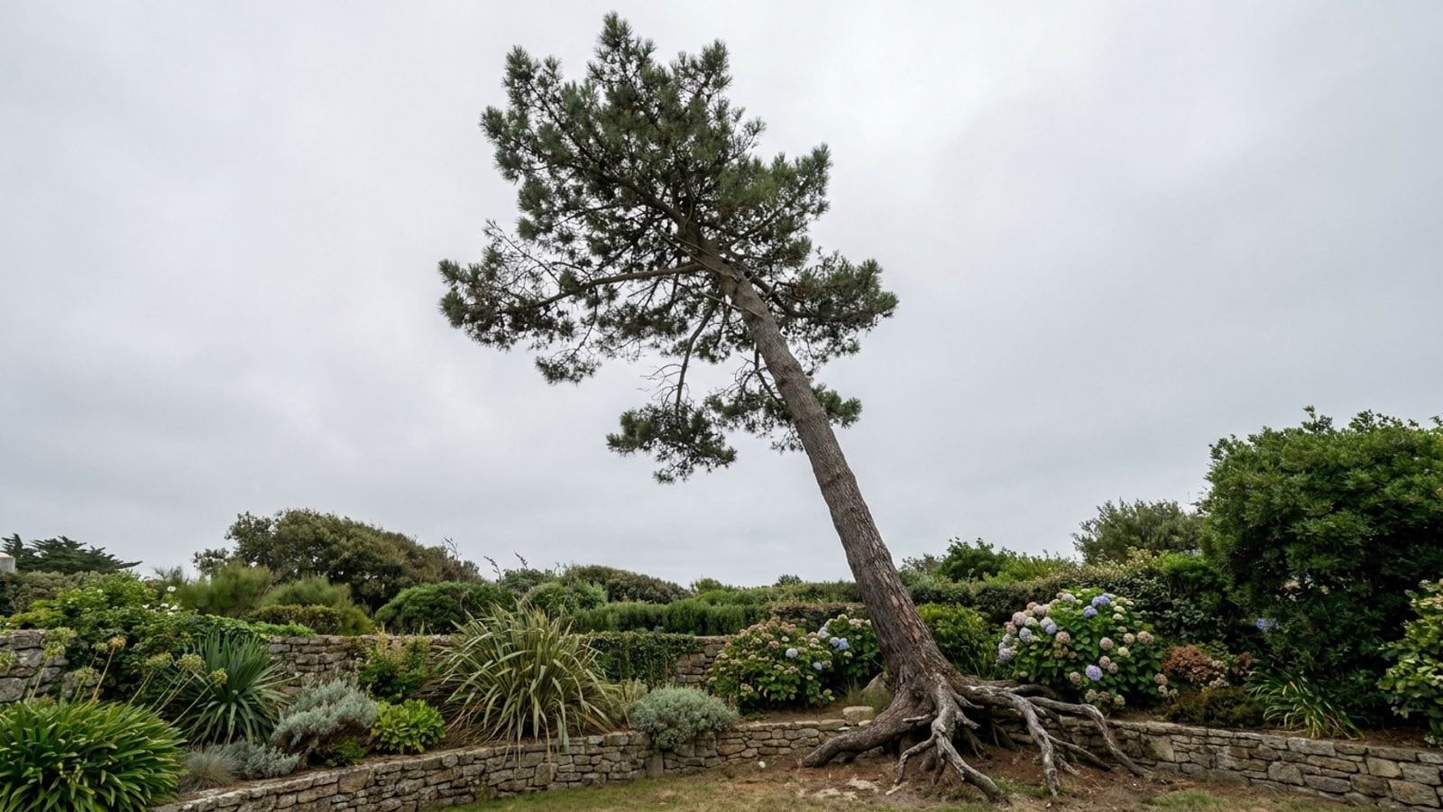 Illustration : un pin maritime fortement penché au-dessus d'un jardin, les racines soulevées à son pied