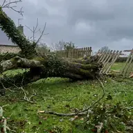 Chute d'arbre : ce que votre assurance couvre vraiment
