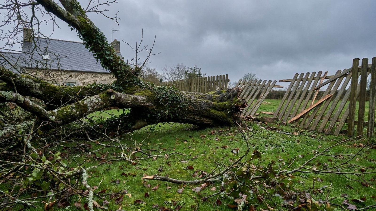 Illustration : un arbre tombé sur une pelouse après une tempête, une clôture en bois cassée