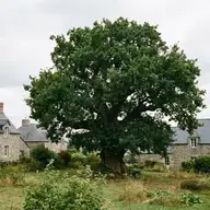 Faut-il une autorisation pour abattre un arbre sur son terrain ?