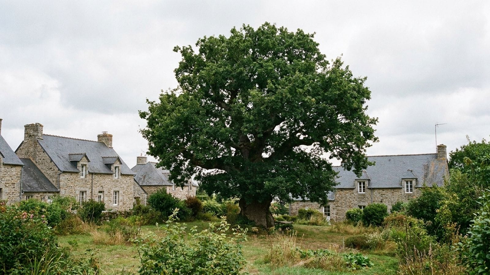 Illustration : un grand chêne isolé dans un jardin, devant des maisons de pierre aux toits d'ardoise