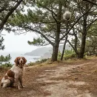 Votre chien a touché une chenille processionnaire