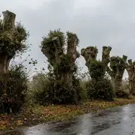 «&nbsp;Couper la tête&nbsp;» d'un arbre&nbsp;: pourquoi Arb'Ouest refuse l'étêtage