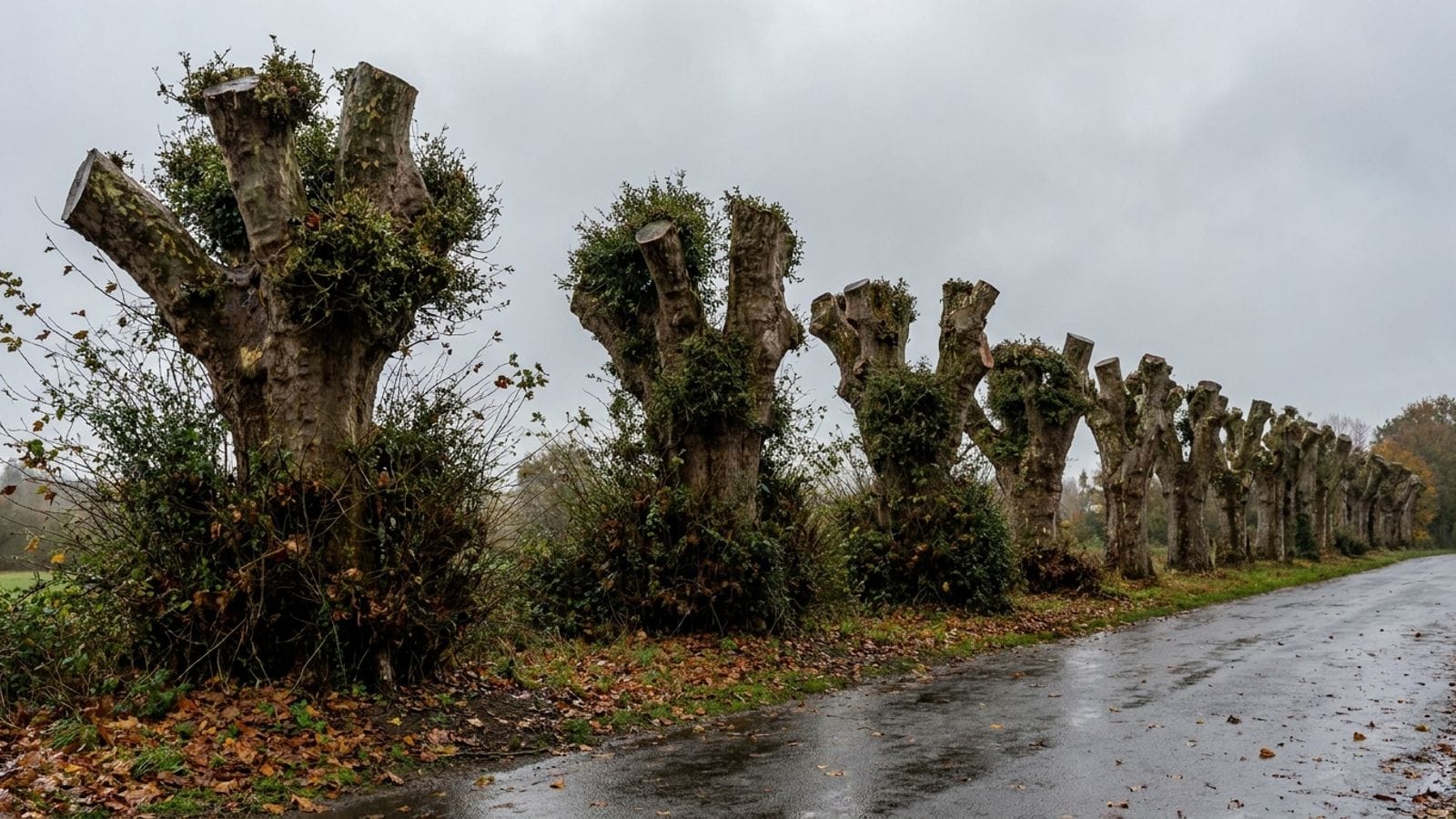 Illustration : une rangée d'arbres étêtés le long d'une route, avec des moignons et des rejets en touffe
