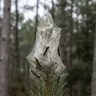 Un nid de chenilles processionnaires dans votre arbre : que faire ?