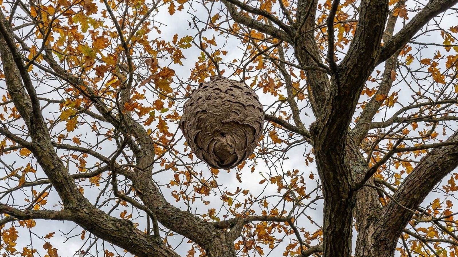 Illustration : un nid de frelons asiatiques suspendu en hauteur dans le houppier d'un chêne en automne