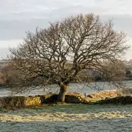 Quand élaguer vos arbres en Finistère ? Guide complet 2026