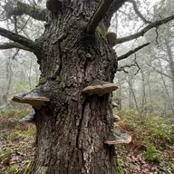 Comment reconnaître un arbre malade ? Les 7 signes d'alerte
