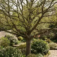 Taille raisonnée d'arbre : le guide complet pour préserver vos arbres en 2026