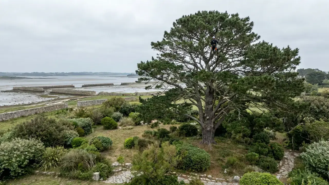 Illustration : grand pin maritime dans un jardin du littoral du Finistère Sud, un grimpeur encordé vu de loin dans le houppier
